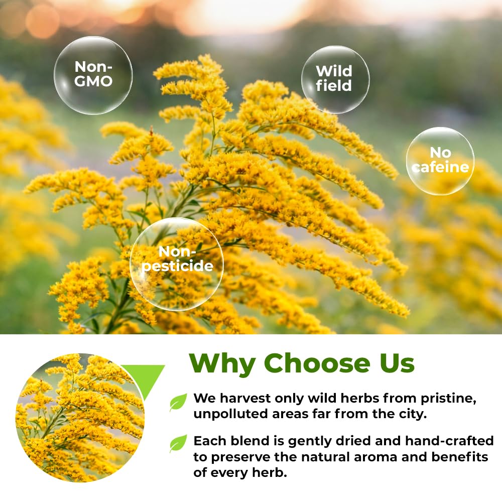 30 Bags Goldenrod Tea Herb Golden Root (Solidago virgaurea L.) - 45g Dried Golden Rod Herbs Herbal Tea
