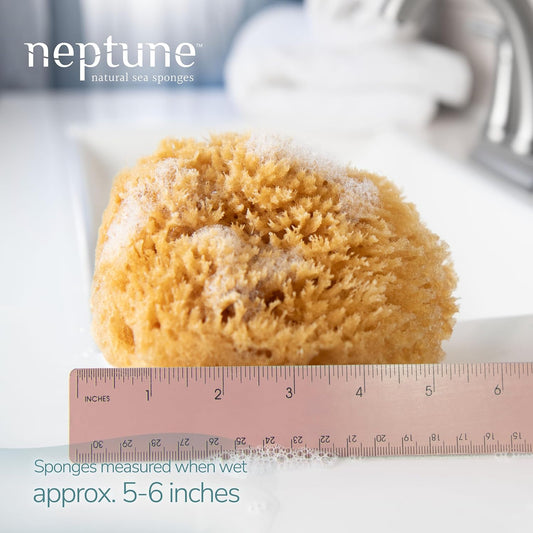 Neptune Caribbean Sea Sponge, Medium, Approx. 5-6 in, Exfoliating