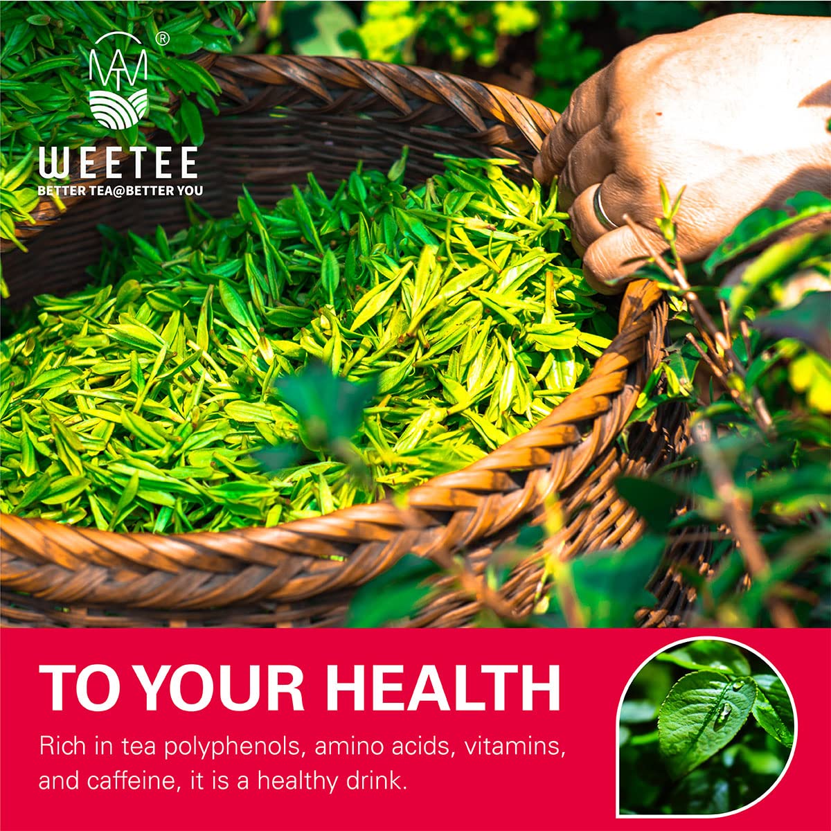 WT WEETEE Organic Dandelion Root Tea Bags, Pure Raw Dandelion Root 100 Count, Earthy & Refreshing Herbal Tea
