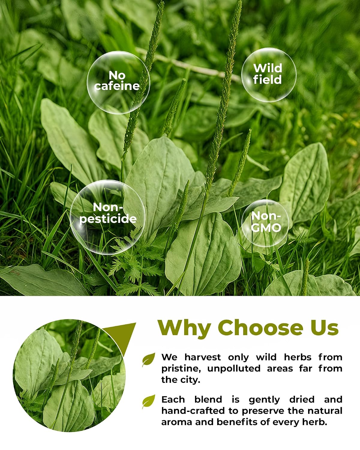 30 Bags Plantain Leaf Herb Tea Dried Plaintains Leaves (Plantago Major) - 30 Count 2g Tea Bags Greater Broadleaf Plantain Leaf Llanten