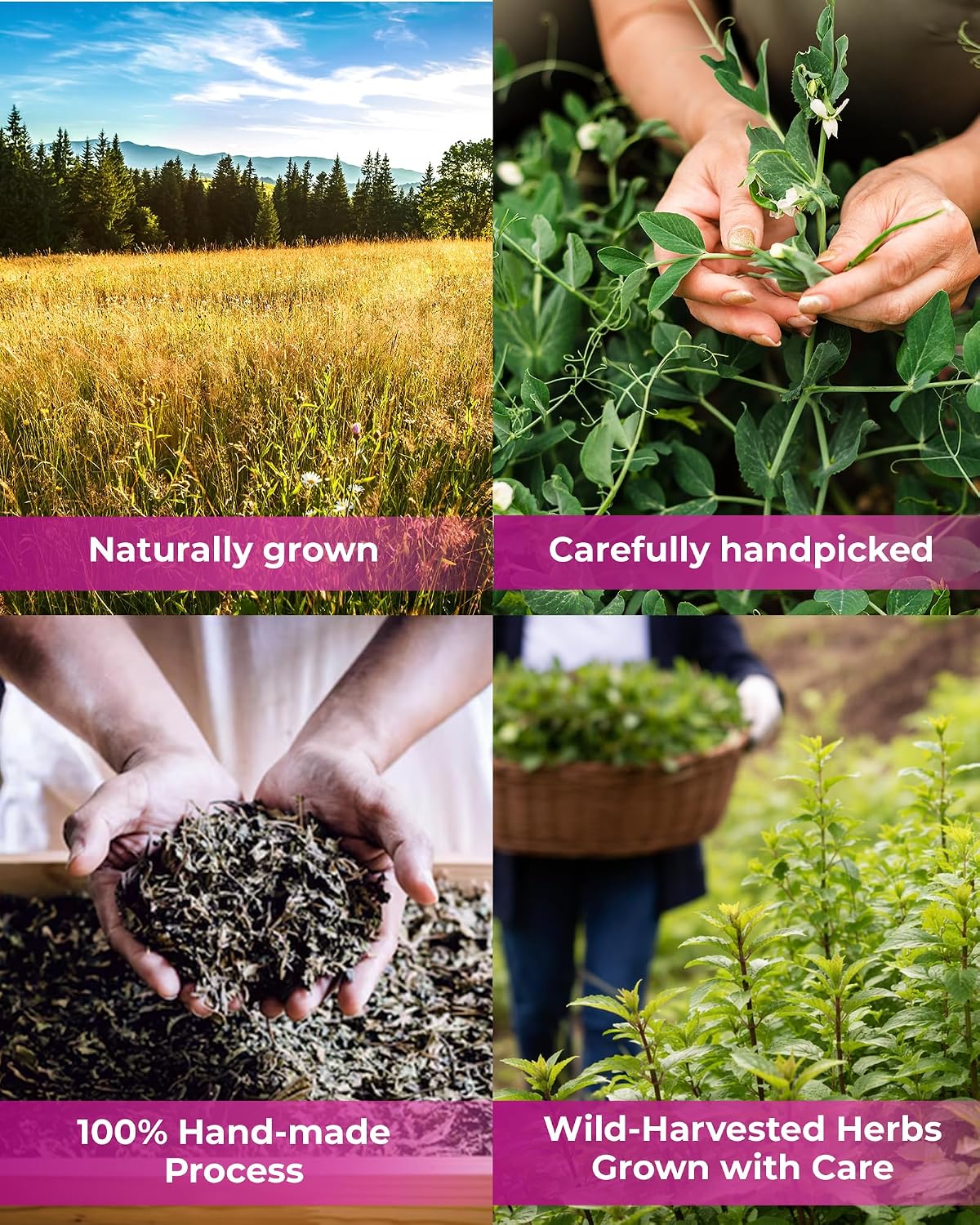 50 Bags Cistus Tea Cistus Incanus Tea Herbal (Cístus L.) - 50 Count 1.5g Herb Bags