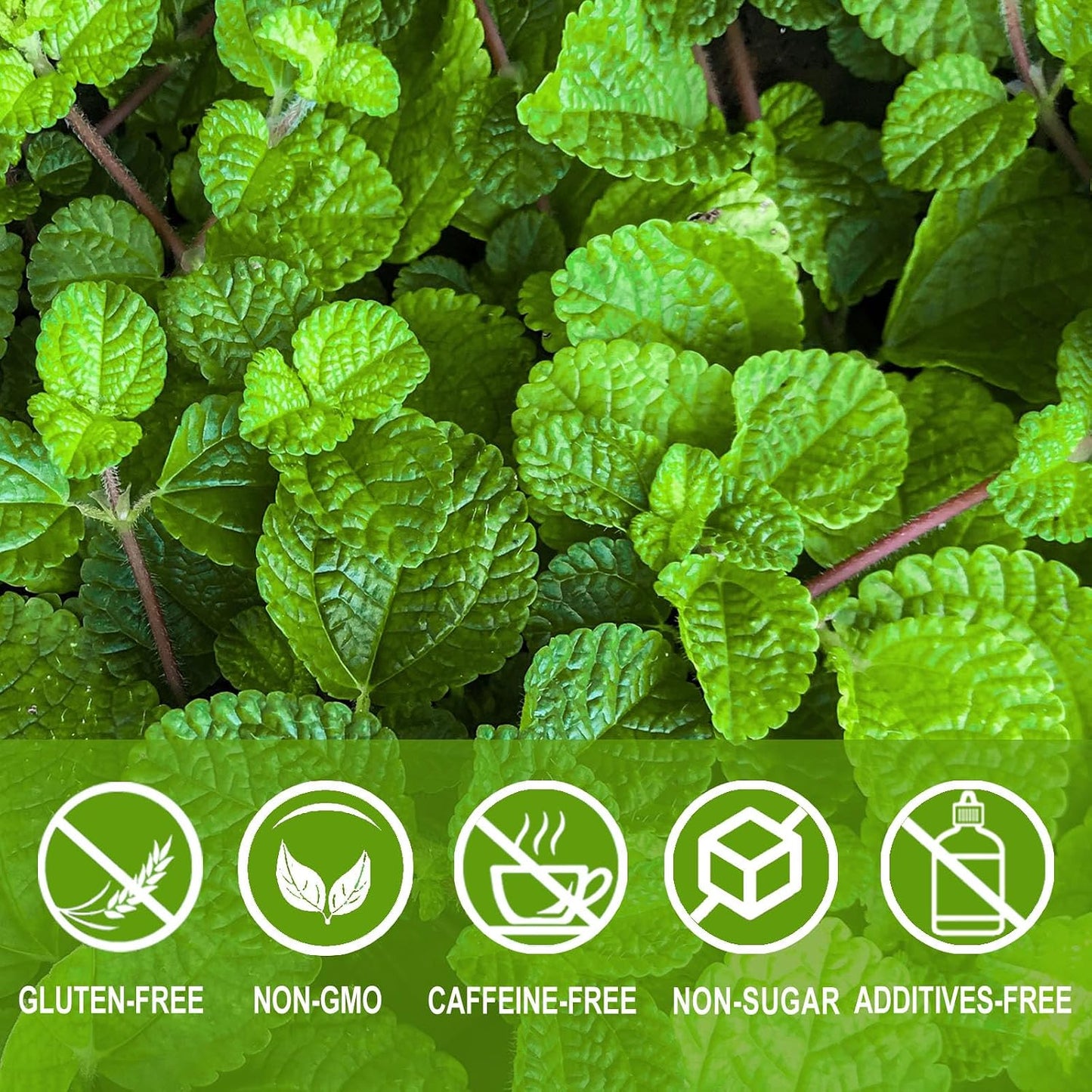 Jarteela - Spearmint Tea Bags, 60 Ct, Spearmint Mint Leaf Tea