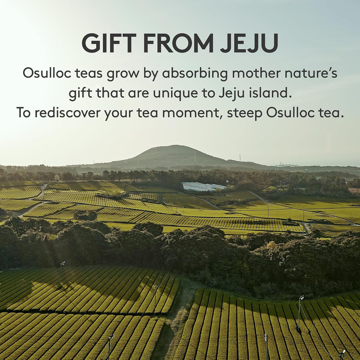 OSULLOC Premium Tea Collection (40 count, 10 flavors x 4 ea), Self Care Sampler Gift Box Variety Pack, Premium Organic Pure & Blended Tea from Jeju
