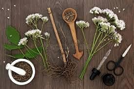 Organic Premium Valerian Root Cut Sifted 2oz The Bloomin Herb Shoppe Valeriana wallichii Fresh Potent Tea Tincture