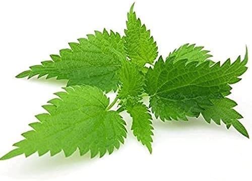 Nettle Leaf - Urtica dioica Dried Loose Leaf 100% from Nature (1 oz)