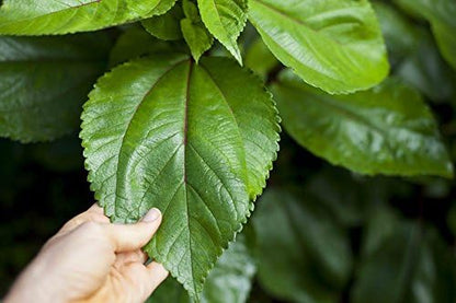 Mauifarmacy Grown Mamaki Tea