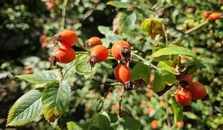 Natural Rosehip Tea Whole Rosehips Brier Fruits 7 oz / 200 g from Ukrainian Carpathians (1 Pack)