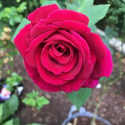 50+ Red Tea Rose Seeds Flowers Garden Planting
