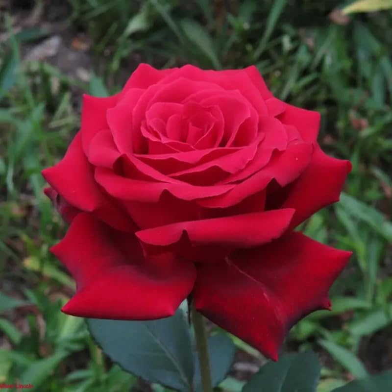50+ Red Tea Rose Seeds Flowers Garden Planting
