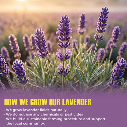 Lavender Tea Bags, 40 Count, 2.82 oz (80g), Corn Fiber Pyramid Sachets