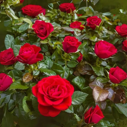 50+ Red Tea Rose Seeds Flowers Garden Planting