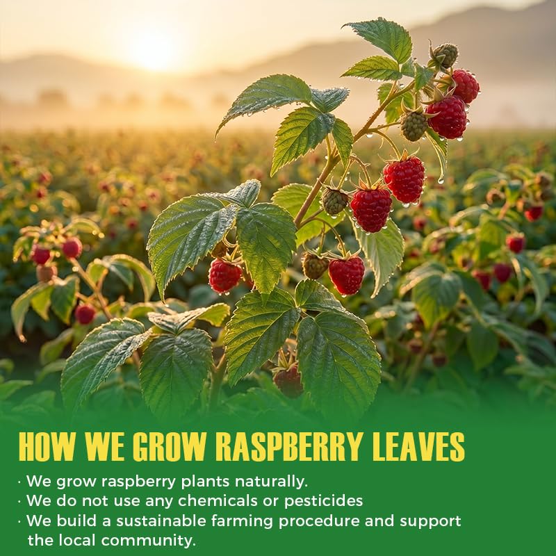 WildSap Emeralds Red Raspberry Leaf Tea, 40 Corn Fiber Bags & Infuser
