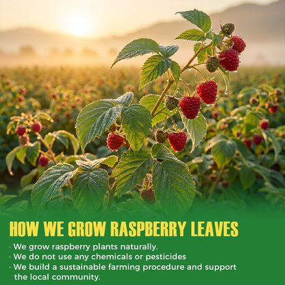 WildSap Emeralds Red Raspberry Leaf Tea, 40 Corn Fiber Bags & Infuser