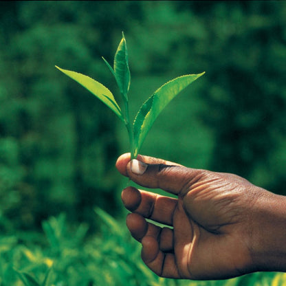 Palais des Thés - Alizes Winds Iced Tea - Green Tea - 4 XL Cotton Tea Bags