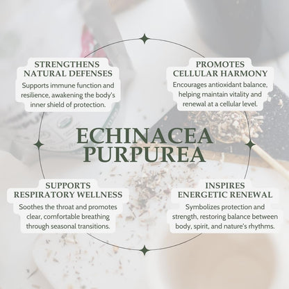 Organic Echinacea Purpurea 4 oz. (113g), USDA Certified Dried Echinacea Tea, Premium Quality Herb, Purple Coneflower, Cut & Sifted