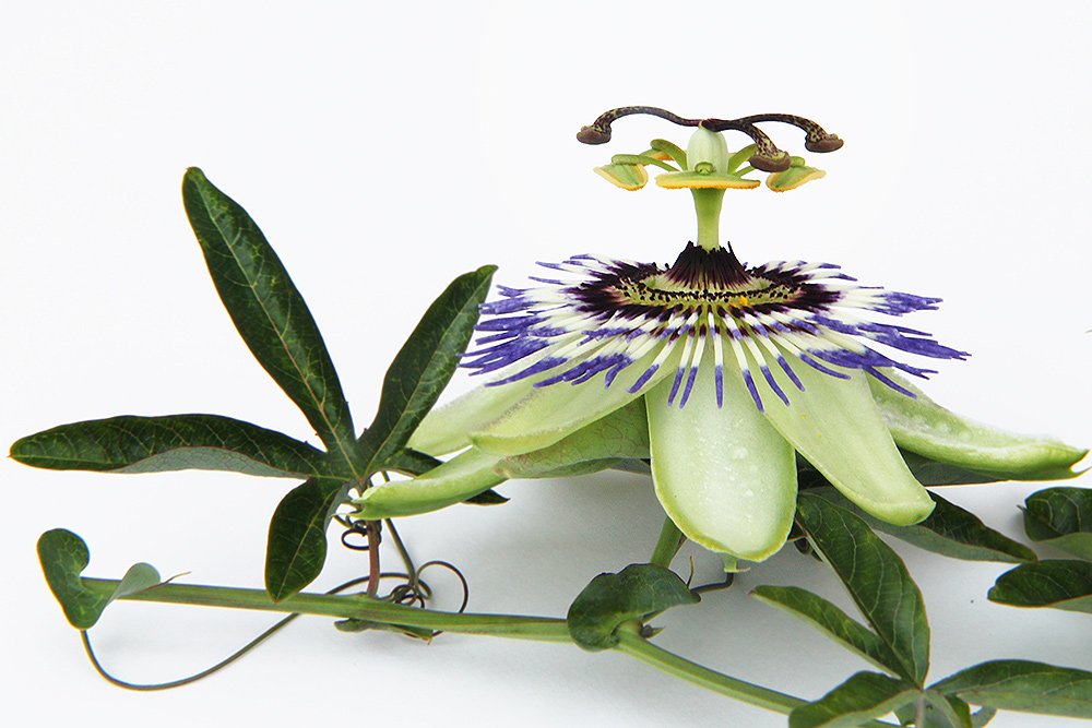 Passion Flower - Passiflora incarnata Loose Cut/Sifted by Nature Tea (2 oz)