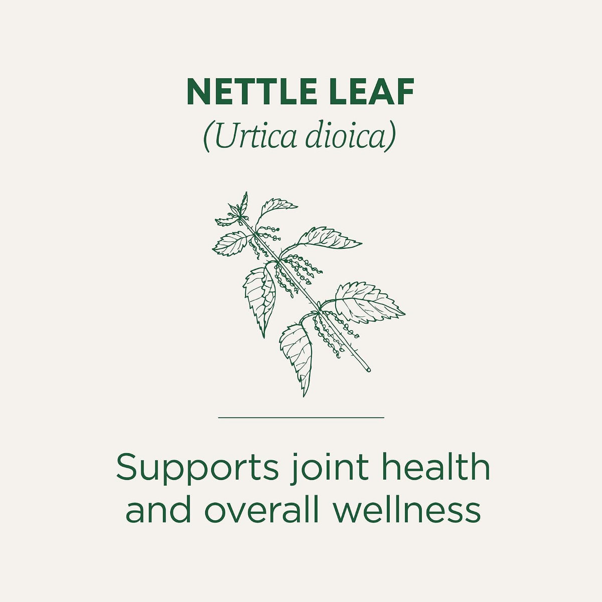 Traditional Medicinals Organic Nettle, 16 Tea Bags