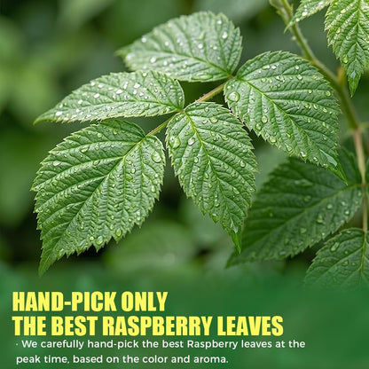 WildSap Emeralds Red Raspberry Leaf Tea, 40 Corn Fiber Bags & Infuser