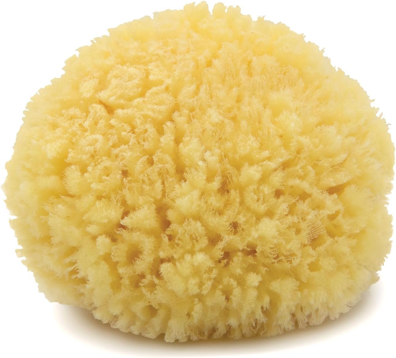 Neptune Caribbean Sea Sponge for Face & Body, Medium Approx. 5-6 Inch, Ultra-Soft Bath Sponge, Eco-Friendly & Biodegradable