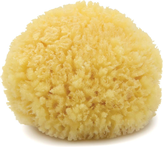Neptune Caribbean Sea Sponge, Medium, Approx. 5-6 in, Exfoliating