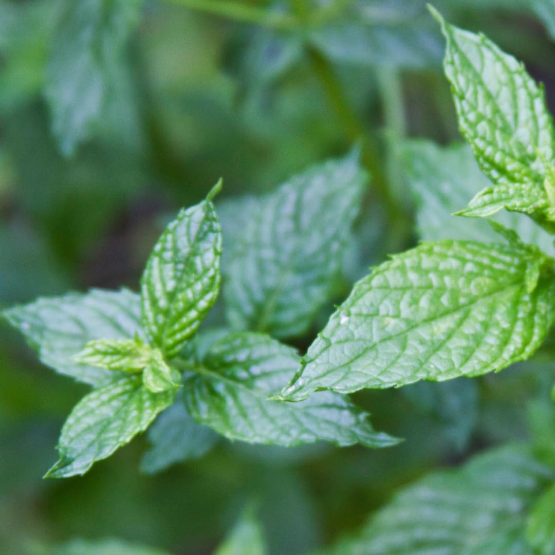 GranAroma Dried Spearmint Leaves, 2.8 oz, Refreshing & Aromatic, Drinks & Teas, Crisp Herb
