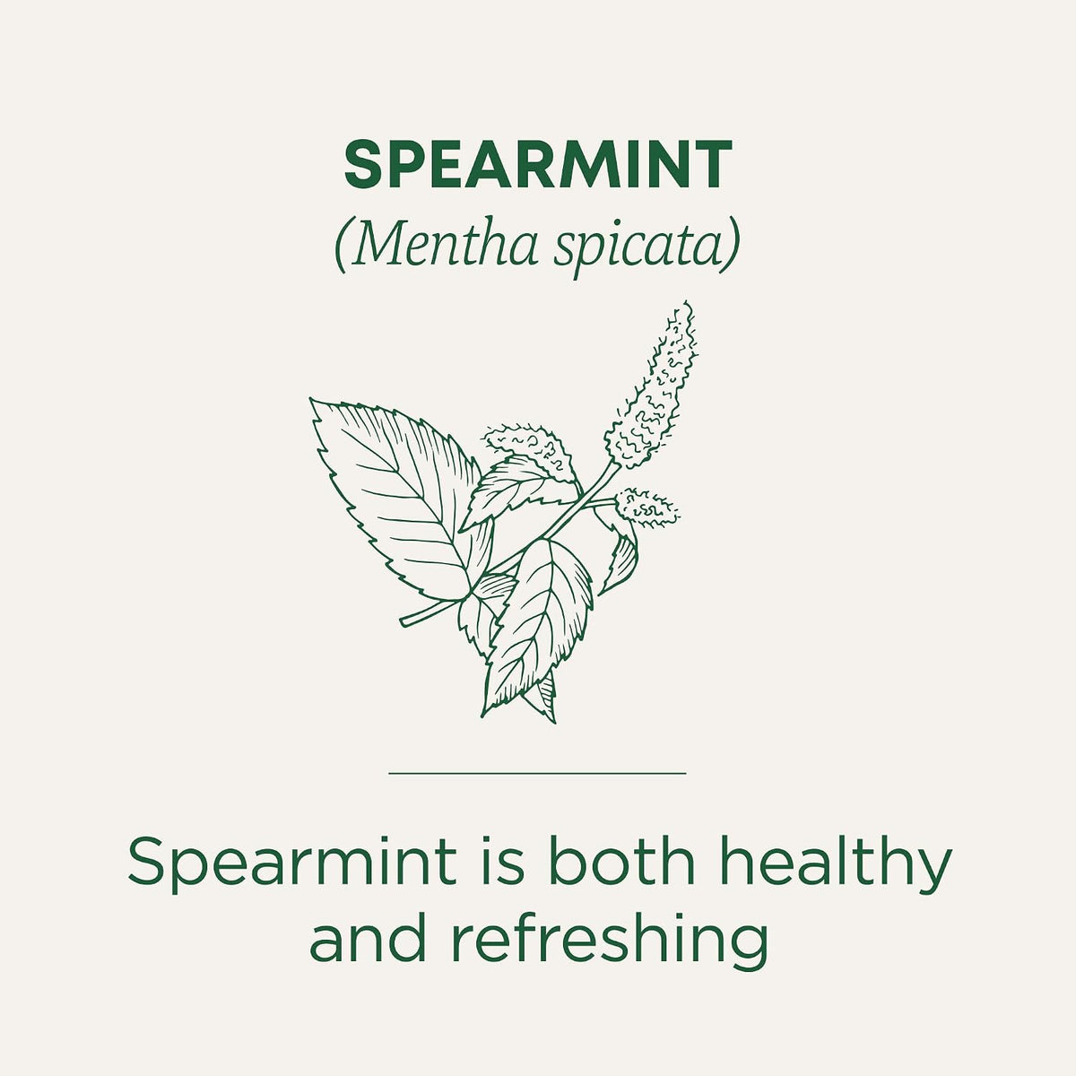 Traditional Medicinals Organic Spearmint, 48 Tea Bags