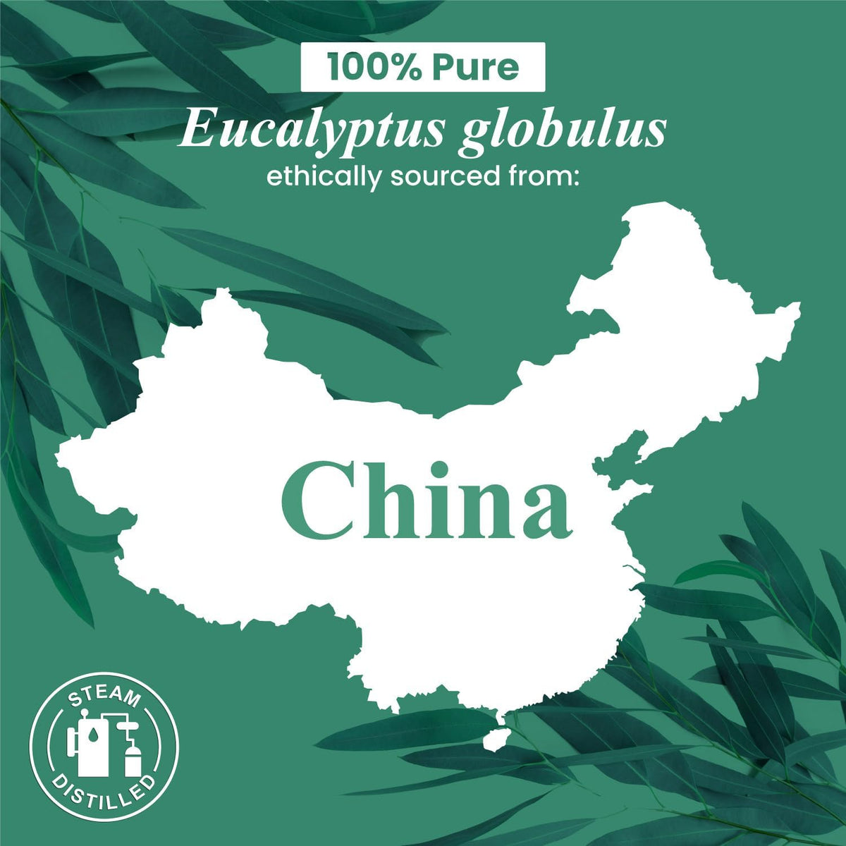 Handcraft Blends Eucalyptus Essential Oil - Huge 4 Fl Oz
