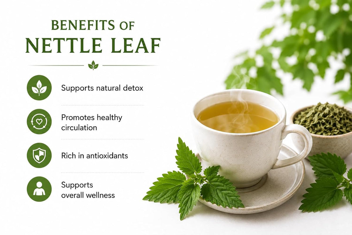 Ecovista Stinging Nettle Leaf 4oz | Dried Nettle Leaves (Urtica Dioica) | Premium Cut & Sifted Herbal Tea | Caffeine-Free | 100% Natural & Pure