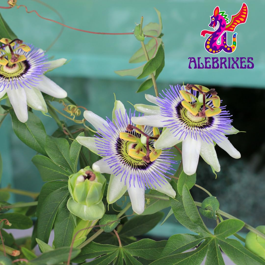 Alebrixes | Passion Flower Herbal Tea (4 oz) | Whole Dried Passionflower Leaf | Te Passiflora - Pasiflora | Relaxation, Focus, Bed Time Tea.