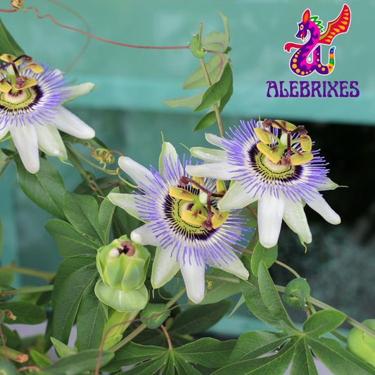 Alebrixes | Passion Flower Herbal Tea (6 oz) | Whole Dried Passionflower Leaf | Te Passiflora - Pasiflora | Relaxation, Focus, Bed Time Tea.