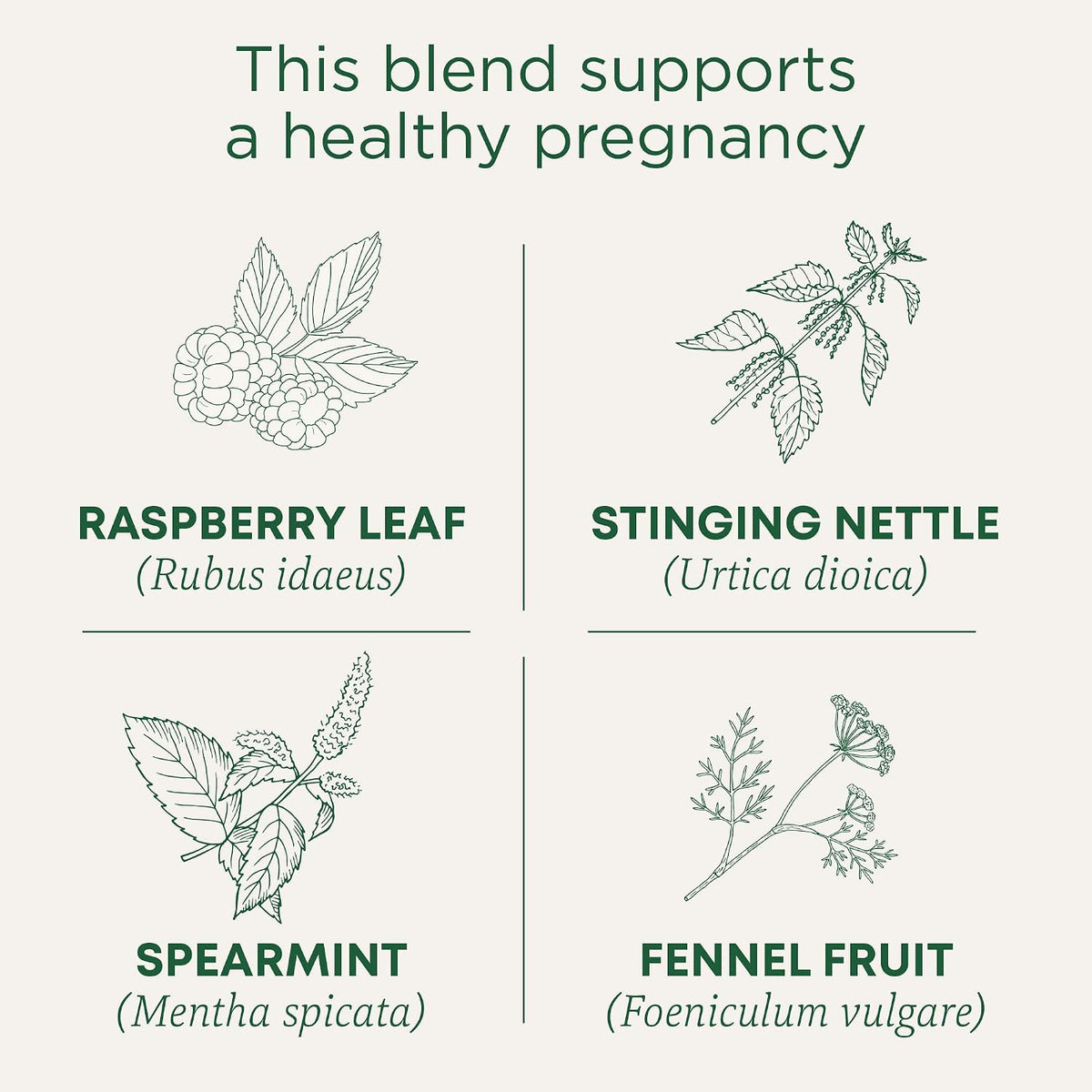 Traditional Medicinals Tea, Organic Pregnancy Tea, Supports a Healthy Pregnancy, Raspberry Leaf and Spearmint, 16 Bags (Pack of 2)