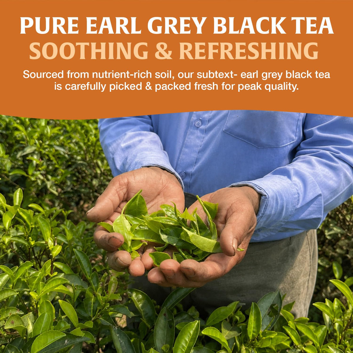 HANDPICK Earl Grey Black Teabags (100 Count)Flavored with Citrus & Bergamot