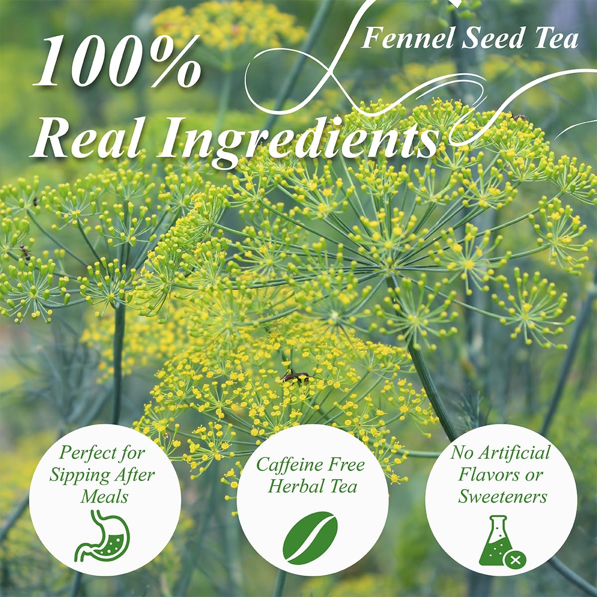 WT WEETEE Fennel Tea Bags 100 Count, 100% Natural & Pure Fennel Seeds Tea