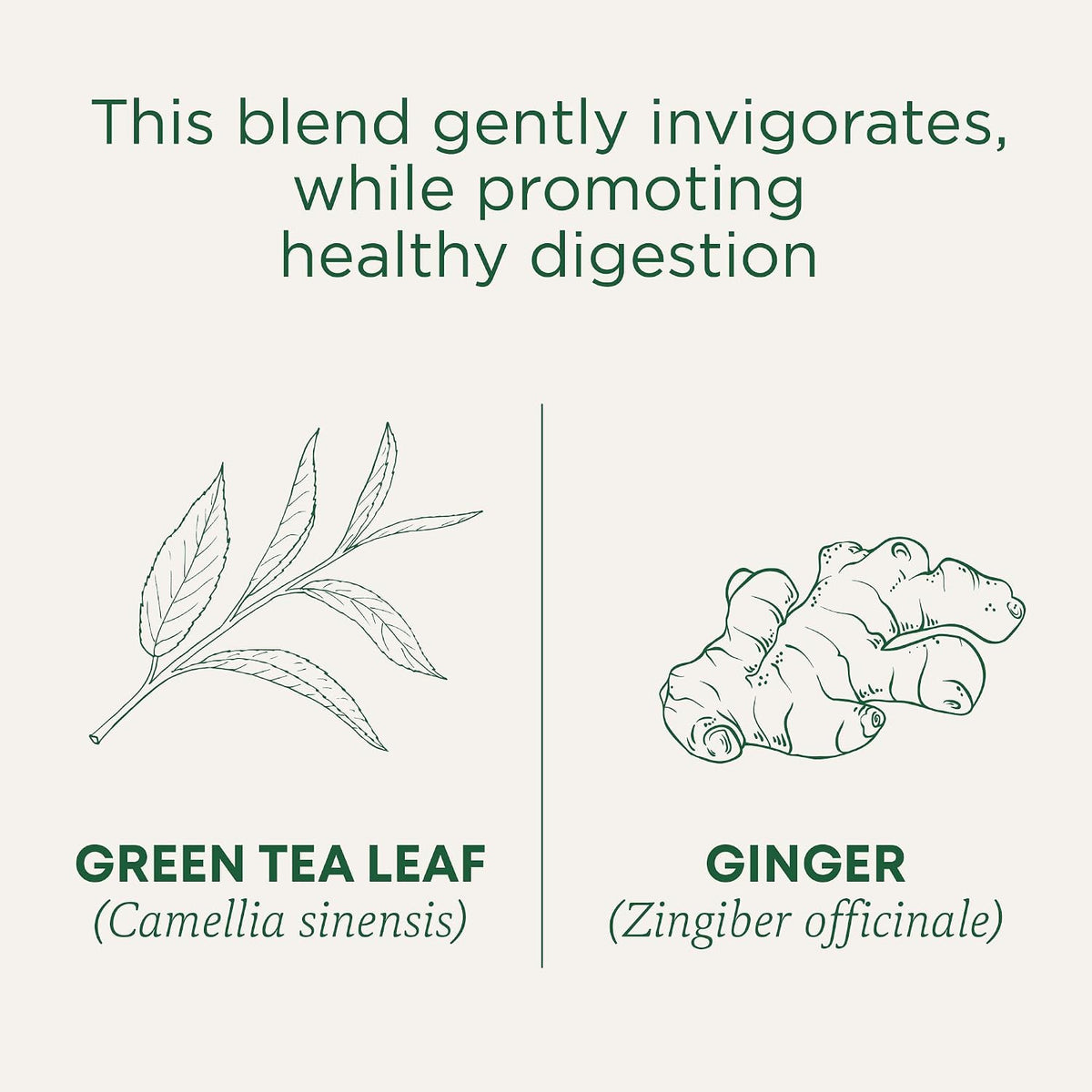 Traditional Medicinals Organic Green Tea Ginger, 96 Tea Bags
