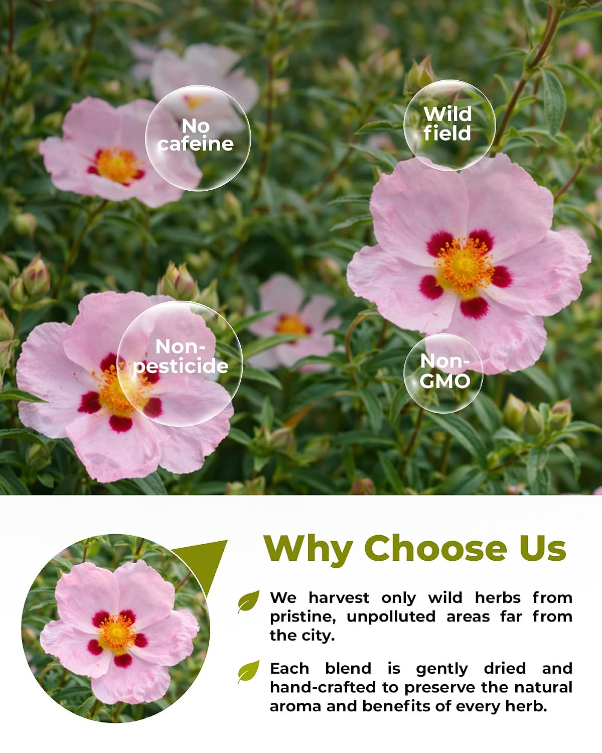 50 Bags Cistus Tea Cistus Incanus Tea Herbal (Cístus L.) - 50 Count 1.5g Herb Bags
