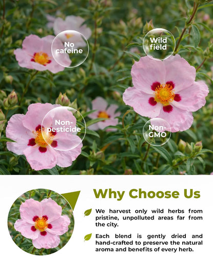 50 Bags Cistus Tea Cistus Incanus Tea Herbal (Cístus L.) - 50 Count 1.5g Herb Bags