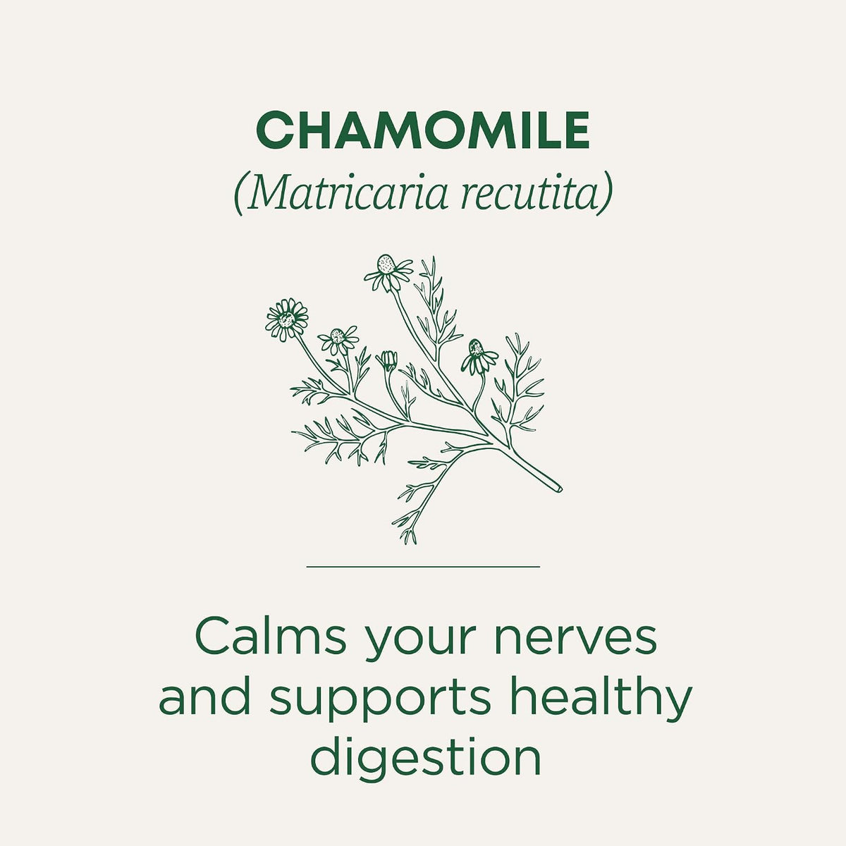 Traditional Medicinals Organic Chamomile, 96 Tea Bags
