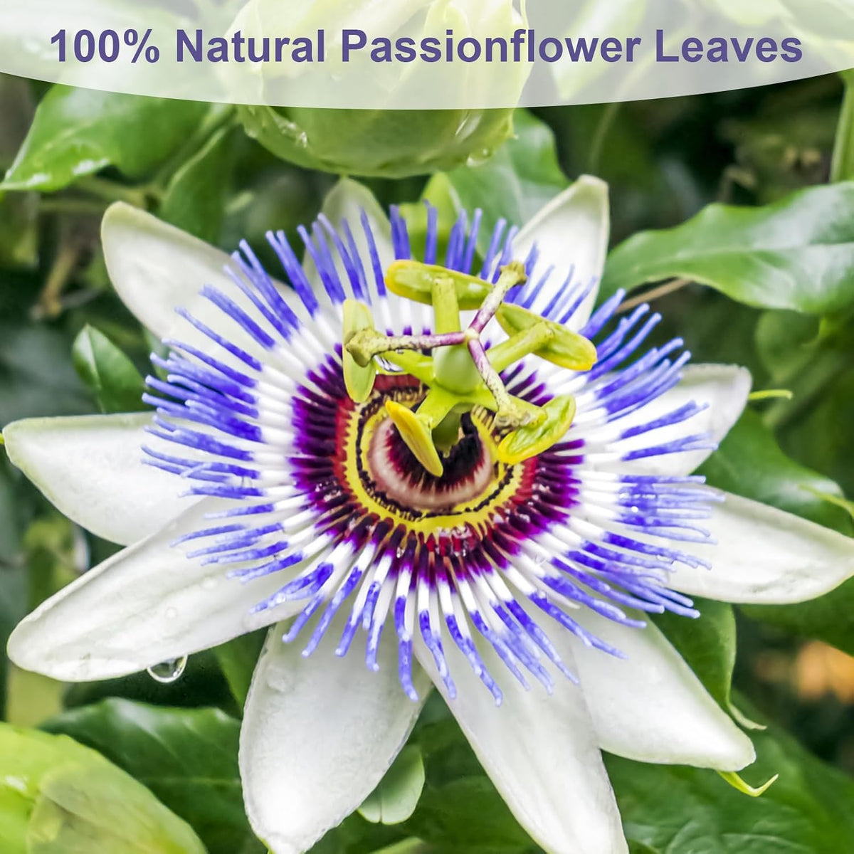 TEARELAE Passion Flower Tea, 50 Herbal Tea Bags, Te De Pasiflora