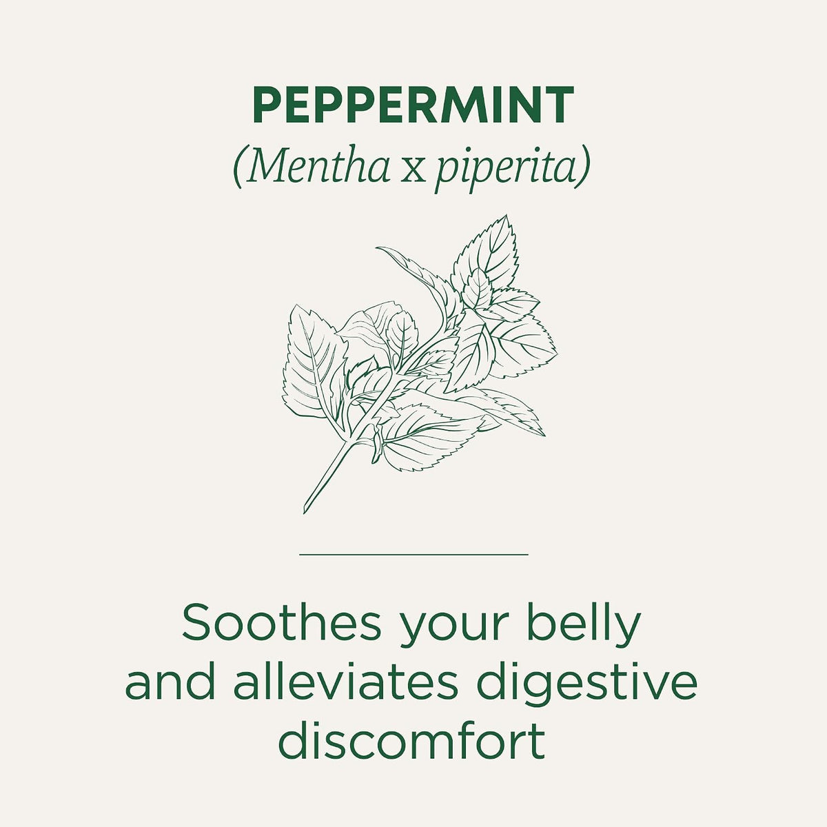 Traditional Medicinals Organic Peppermint, 16 Tea Bags