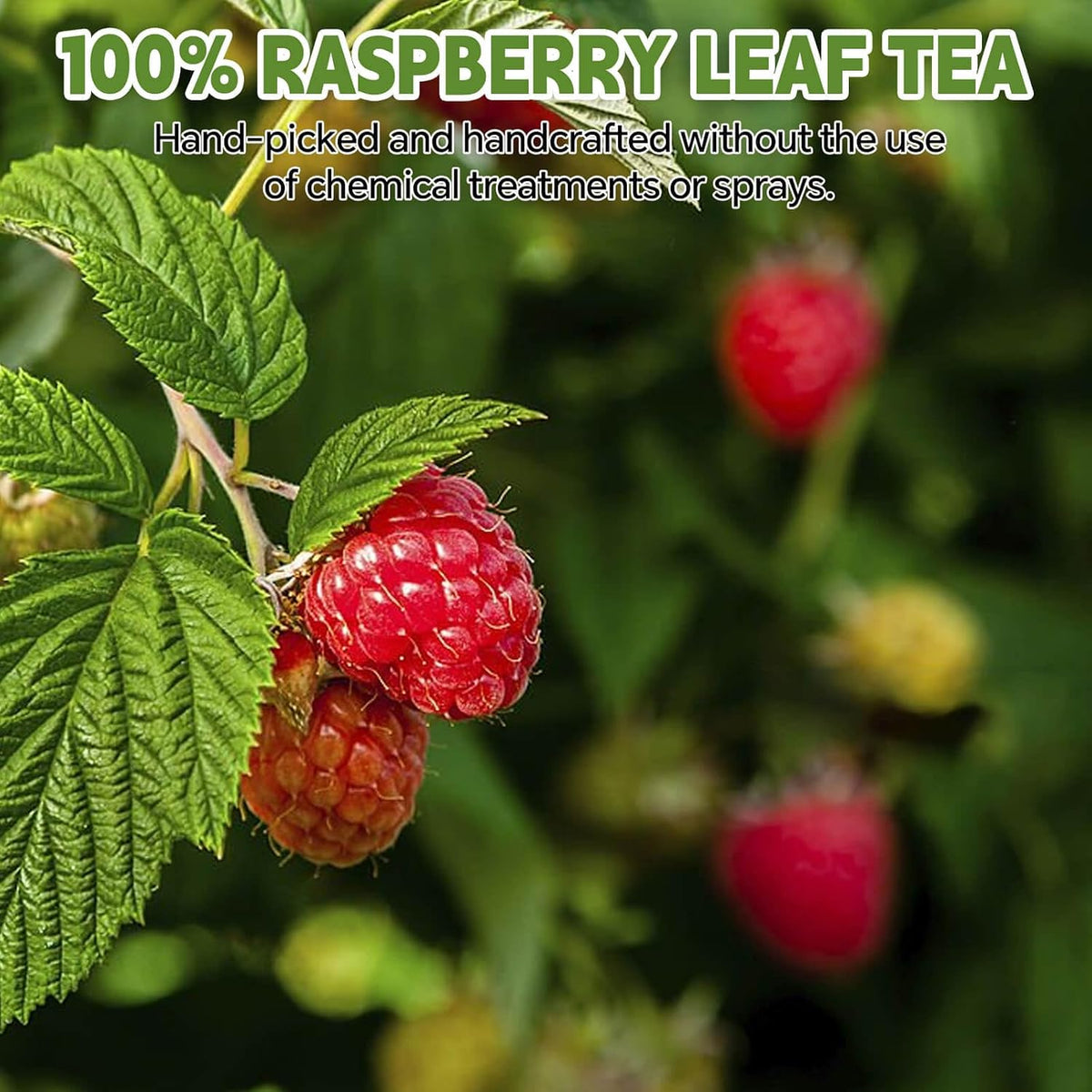 Raspberry Leaf Teabags–120 Tea Bags (2g/Bag), Made from 100% Raspberry Leaves Caffeine-Free | Sugar-Free | Gluten-Free | Vegan | Eco-Friendly Tea Bags