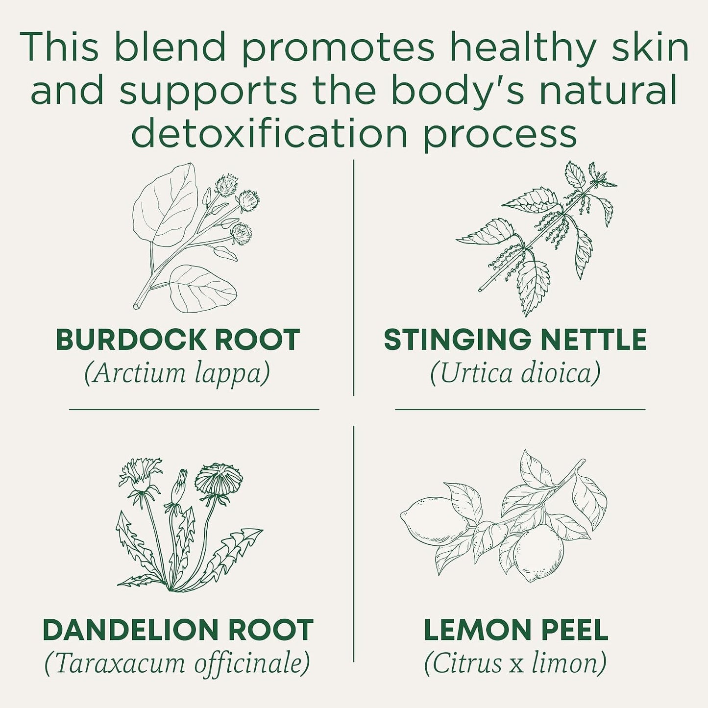 Traditional Medicinals Tea, Organic Roasted Dandelion Root, Supports Kidney Function & Healthy Digestion, 96 Tea Bags (6 Pack)