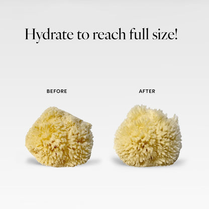 LATHER - Natural Sea Wool Sponge, 5-6" - Organic Exfoliating Body Scrubber - Soft, Gentle Cleansing - Hypoallergenic - All Skin Types - Florida Natural Loofah Sponge - Cruelty Free - Beauty & Skincare
