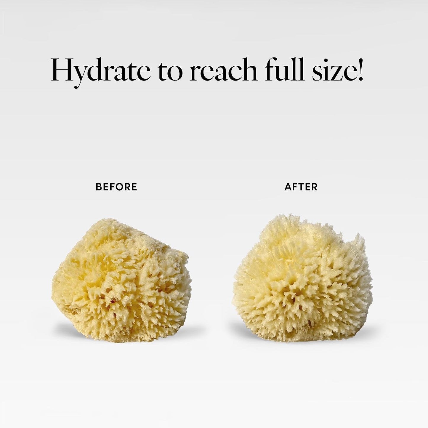LATHER - Natural Sea Wool Sponge, 5-6" - Organic Exfoliating Body Scrubber - Soft, Gentle Cleansing - Hypoallergenic - All Skin Types - Florida Natural Loofah Sponge - Cruelty Free - Beauty & Skincare