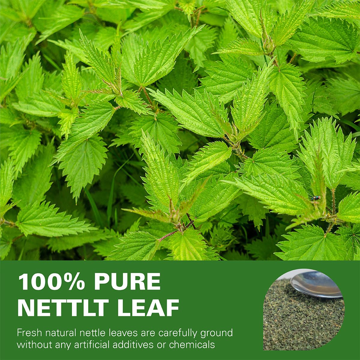 WT WEETEE Nettle Leaf Tea Bags 100 Count, Caffeine-free for Season Changes