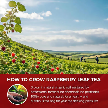 WOTIHA 80 Count Premium Raspberry Leaf Tea Bags - Pure Red Raspberry Leaf, Supports Pregnancy Health & Menstrual Comfort, Aids Childbirth Prep, Caffeine-Free, Additive-Free