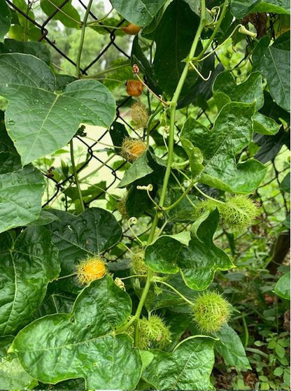 Vietnamese Natural Organic Herbal Dried Wild Passionfruit Stinking Passionflower Tea 1.1 lbs - Cay Lac Tien Nhan Long Say Kho Nguyen Chat 500g