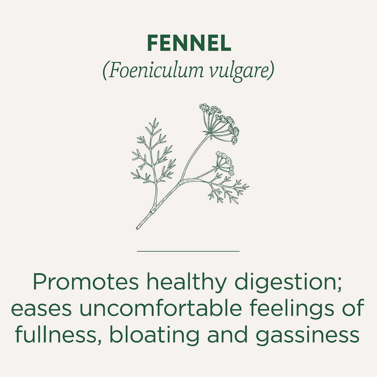 Traditional Medicinals Tea, Organic Fennel, Promotes Healthy Digestion, 96 Tea Bags (6 Pack)