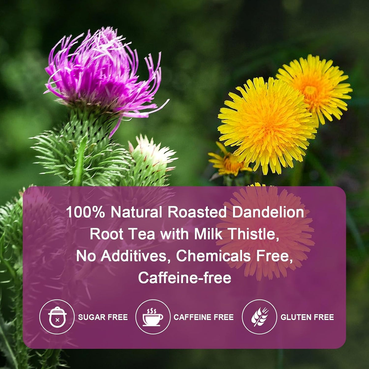 Organic Roasted Dandelion Root Tea with Milk Thistle Tea - Supports Kidney Function and Liver Function, 30 Tea Bags
