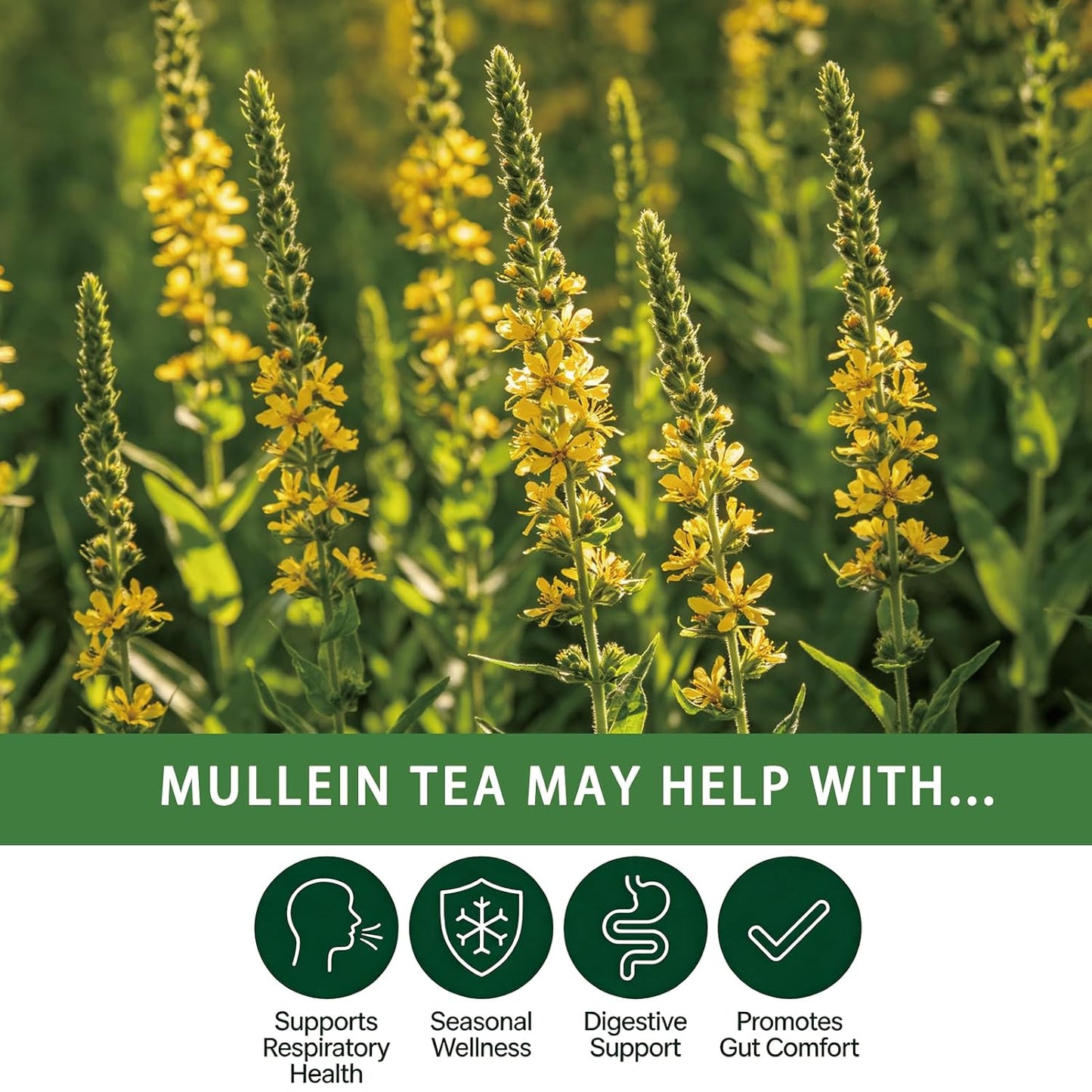 Samcci - Milk Thistle Tea Bags, 50 Teabags, 3g/bag - 100% Natural Milk Thistle Seeds Support Liver Herbal Tea, Caffeine Free - No Additives - No Sugar - Non-GMO - No Gluten