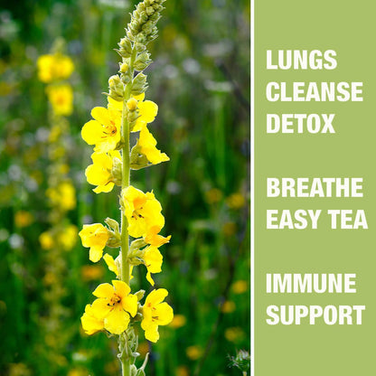 50 Milk Thistle Tea Bags for Detox Cleanse & Repair| Thorne Milk Thistle Herbal Tea for Support